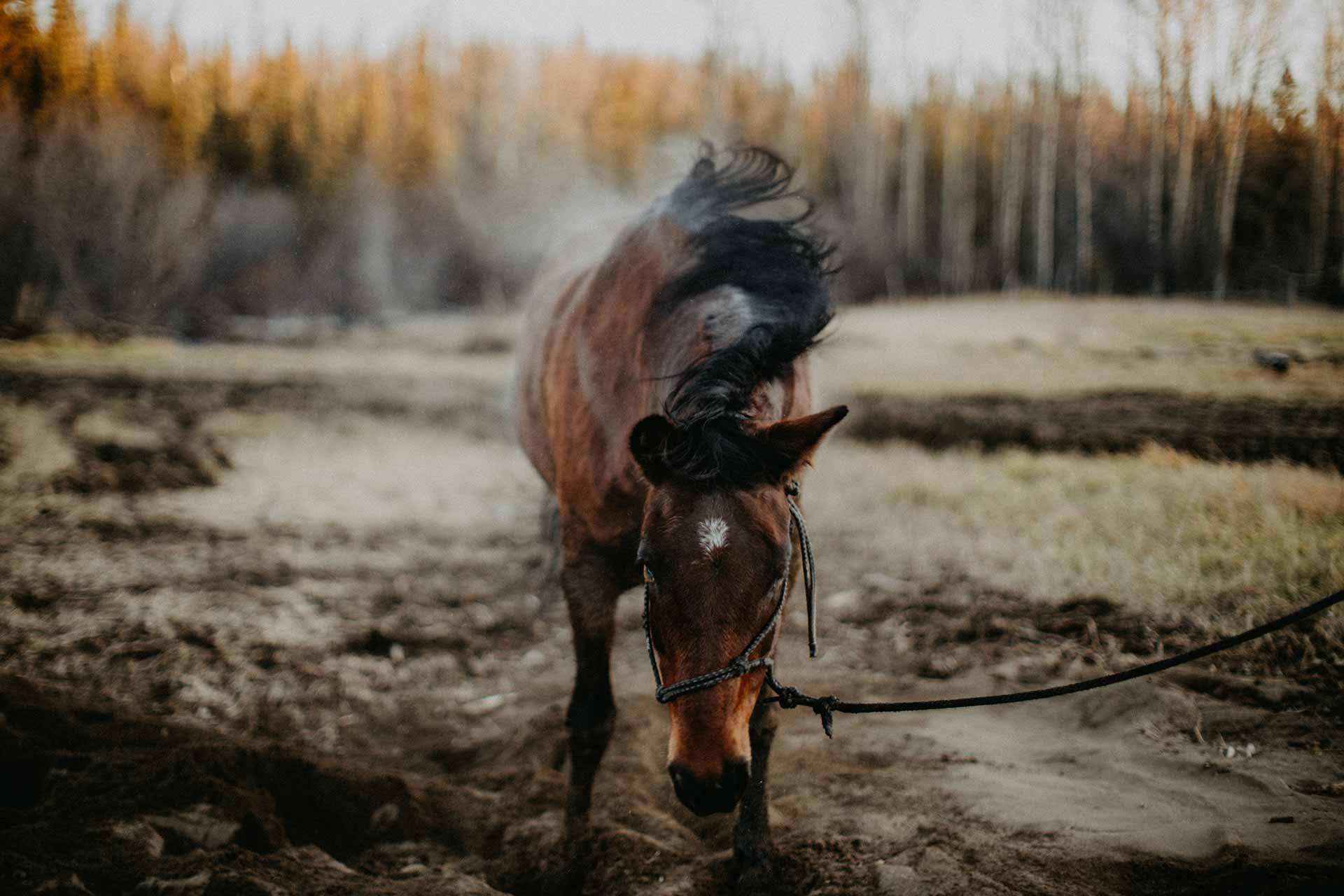 Big Creek Lodge (BC)