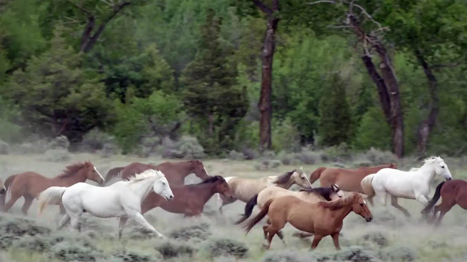 CM Ranch
