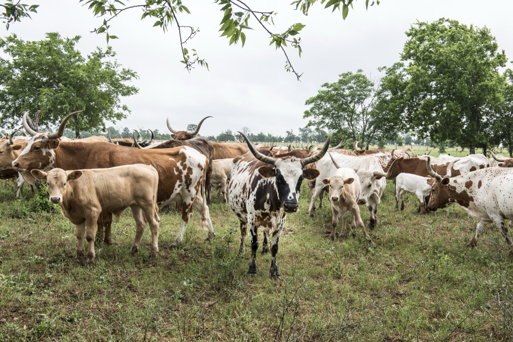 Texas Ranch Life